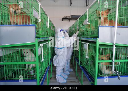 YANTAI, CHINA - DECEMBER 22, 2021 - A customs inspection and quarantine officer uses a chip scanner to check the information of exported pet dogs impl Stock Photo