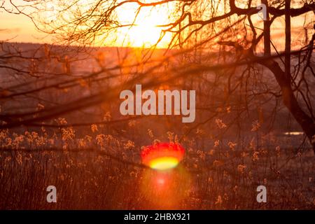 Colorful bright fiery sunset behind the trees Stock Photo