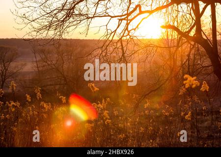 Colorful bright fiery sunset behind the trees Stock Photo