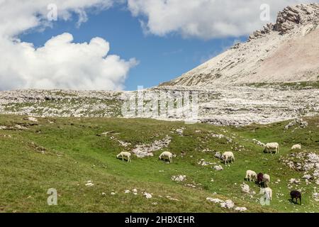 Sheep in the highlands in the Italian Dolomites Stock Photo