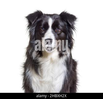 Border collie dog, isolated on white Stock Photo