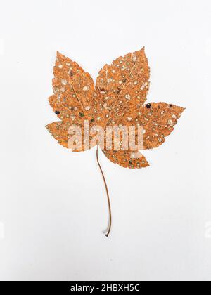 Close up of Norway maple leave full of fungi Sawadaea species Stock Photo