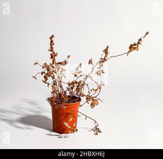 Neglected dried and dead plant in blue and red plastic pot Stock Photo