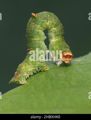 Brimstone moth caterpillar (Opisthograptis luteolata) crawling on leaf. Tipperary, Ireland Stock Photo