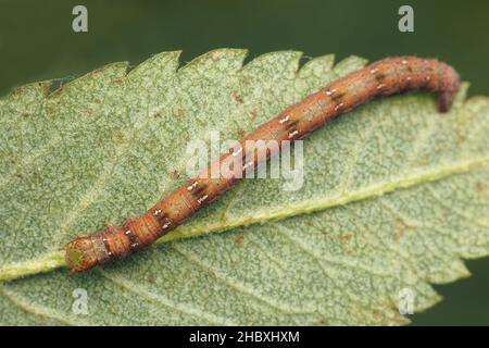 Common White Wave moth caterpillar (Cabera pusaria) on underside of leaf. Tipperary, Ireland Stock Photo