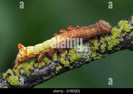 Iron Prominent moth caterpillar (Notodonta dromedarius) crawling along twig. Tipperary, Ireland Stock Photo