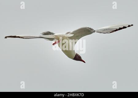 Black headed gull in fast aerobatic flight. With spread wings. Blurred light background, copy space. Genus species Larus ridibundus. Stock Photo
