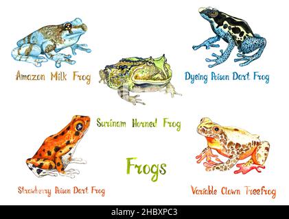 Amazon milk, Surinam horned , Dyeing poison dart frog, Strawberry poison frog, Variable clown tree frog isolated on white hand painted watercolor Stock Photo