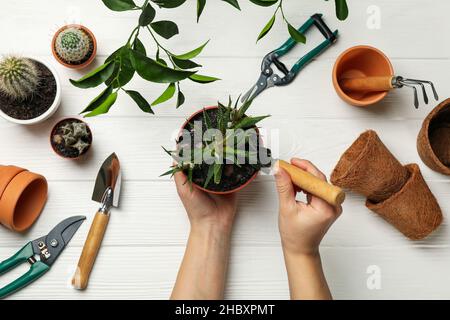 Gardening supplies. Gardening supplies with hands holding plant on white wooden background, top view. Gardening supplies Stock Photo