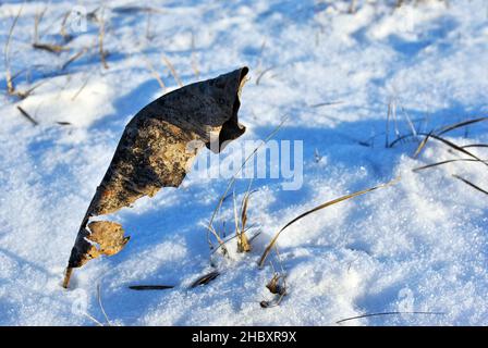 Large dark leaf on the glade with white snow, macro close up detail, natural background Stock Photo