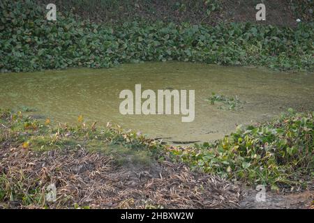 Polution on lake. Dirty water  Stock Photo