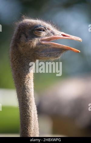 Portrait shot of an ostrich head on a bright sunny day. Ostrich open its beak. Stock Photo