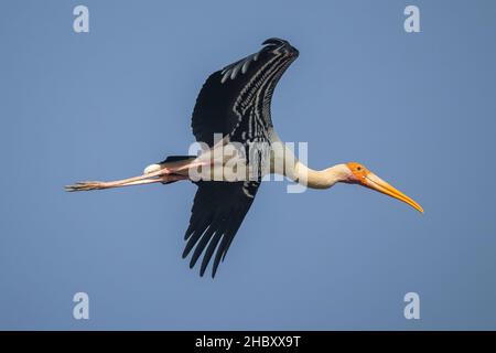 Bird Name - Painted Stork. Stock Photo