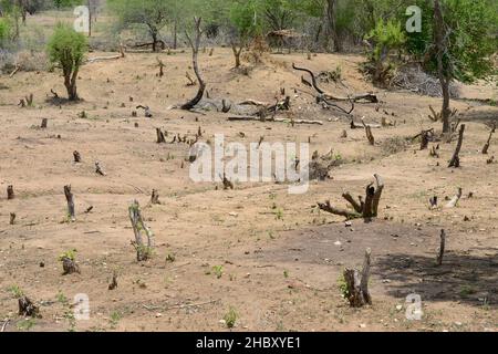 ZAMBIA, Sinazongwe District, illegal deforestation, villagers for charcoal / SAMBIA, Sinazongwe Distrikt, illegale Abholzung der Wälder für Verkauf von Holzkohle Stock Photo