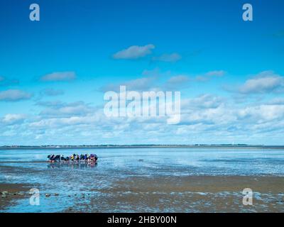 Landscape view of the North German Wadden Sea at low tide with a guided group of mudflat hikers in a blue sky with clouds. Stock Photo