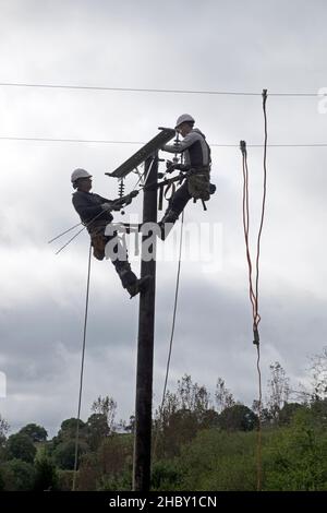 Power workers replacing old utility pole and connecting electricity lines equipment cables on rural property in Wales UK Great Britain Stock Photo