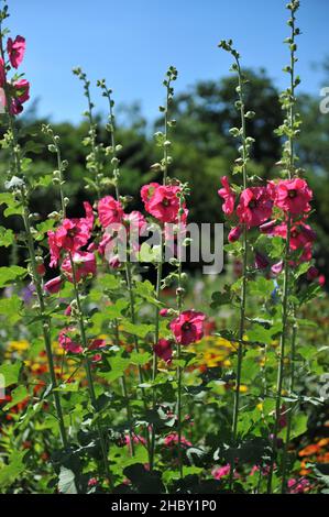 Deep pink hollyhock (Alcea rosea) blooms in a garden in July Stock Photo