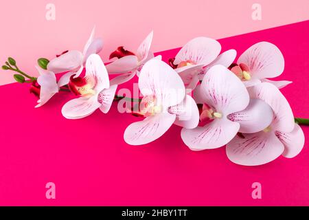 White orchid flowers on a pink paper background. Floral frame border. Template with copy space. Romantic pattern with place for text. Summer mockup. S Stock Photo