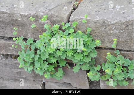 Dwarf lady's mantle (Alchemilla erythropoda) blooms on a stone rataining wall in a garden in May Stock Photo