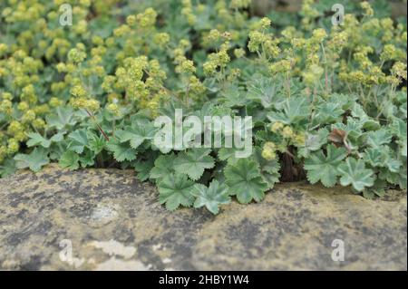 Dwarf lady's mantle (Alchemilla erythropoda) blooms on a stone rataining wall in a garden in May Stock Photo