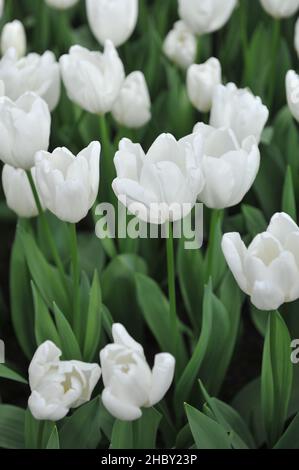 White Darwin Hybrid tulips (Tulipa) Hakuun bloom in a garden in March Stock Photo