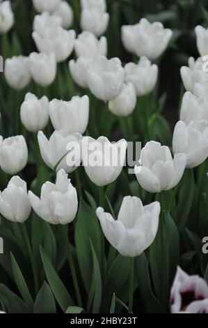 White Darwin Hybrid tulips (Tulipa) Hakuun bloom in a garden in March Stock Photo