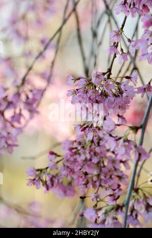 Prunus pendula 'Pendula Rubra'. Pink flowering small weeping cherry tree. Blossom in early spring Stock Photo