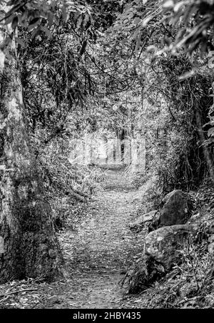 A vertical grayscale shot of a trail through a dense forest in Brisbane, Australia Stock Photo