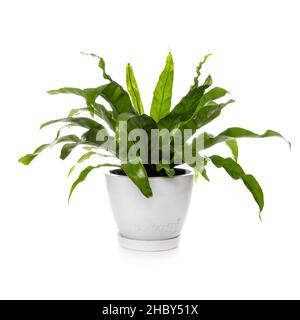 Bird's nest fern plant isolated on white background. Asplenium nidus Stock Photo