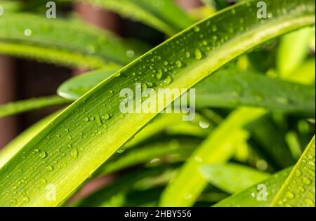 water drops on a leaf Stock Photo