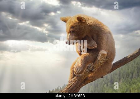 Hanging in there. Bear cub on a dead tree observing from above Stock Photo