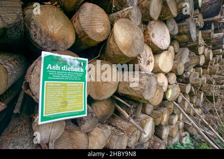 Stack of Ash (Fraxinus excelsior) trunks from trees killed by Ash dieback disease (Hymenoscypus fraxineus), felled during woodland management work wit Stock Photo