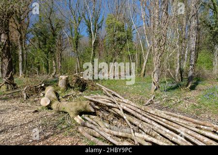 Ash trees (Fraxinus excelsior) killed by Ash dieback disease (Hymenoscypus fraxineus) felled during woodland management work, Lower Woods, Glos. Stock Photo