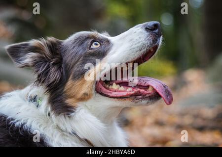 Portrait of Border Collie in forest. Cute pot dog. Stock Photo