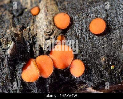 Eyelash fungus (Scutellinia cf. scutellata) growing on a rotten log in damp deciduous woodland, Kenfig NNR, Glamorgan, Wales, UK, October. Stock Photo