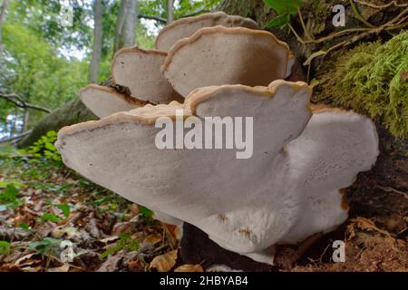Giant elm bracket fungi (Rigidoporus ulmarius) group growing on a rotting, fallen Beech (Fagus sylvatica) trunk in woodland, Gloucestershire, UK.