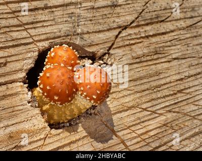 Golden scalycap (Pholiota aurivella) mushrooms growing from felled Ash tree (Fraxinus excelsior) trunk stacked in a woodland ride, Gloucestershire, UK Stock Photo
