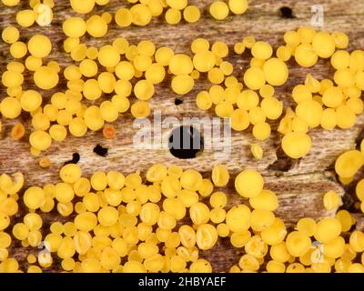 Yellow fairy cups / Lemon disco fungus (Bisporella citrina) emerging from a rotting log with Bark beetle emergence holes, Gloucestershire, UK, October. Stock Photo