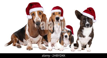 A Dog family or pack of aFrench basset artesien normand and puppy a basset hound and a welsh corgi standing front view with christmas hats isolated on Stock Photo