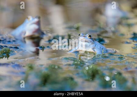 Moor frog (Rana arvalis), male courtship display in group, Lower Saxony, Germany Stock Photo