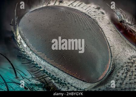Eye of a house fly (Musca domestica), macro photo, magnification 10:1, Hesse, Germany Stock Photo