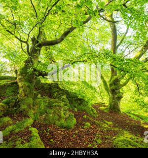 Gnarled old beech trees covered in moss, Kellerwald-Edersee National Park, Hesse, Germany Stock Photo
