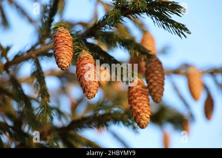 Spruce cones on a fir tree branches against the blue sky Stock Photo