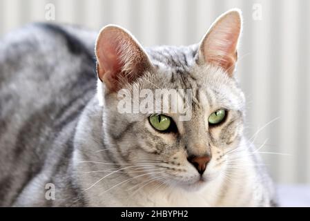 beautiful cat is lying on the couch and rests. Nice Silver spotted Bengal cat at home. Stock Photo