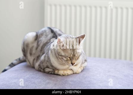 beautiful cat is lying on the couch and rests. Nice Silver spotted Bengal cat at home. Stock Photo