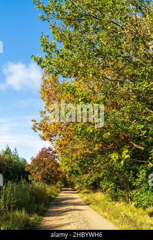 Woodland gravel track through mixed woodland with shrubs and trees at Cowel Woods in strong sunlight in Kent on an autumn morning. Stock Photo
