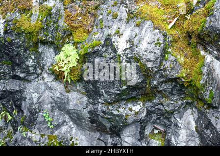 A wall of an abandoned marble quarry covered with moss. Ruskeala Mountain Park, Karelia Stock Photo