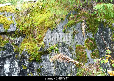 A wall of an abandoned marble quarry covered with moss. Ruskeala Mountain Park, Karelia Stock Photo