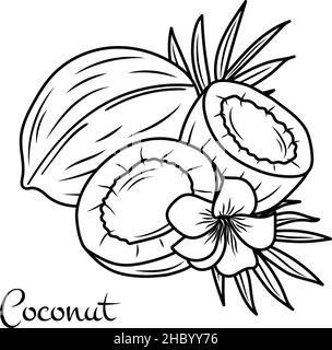 Vector coconut hand drawn sketch with palm leaf. Sketch vector tropical food illustration. Vintage style Stock Vector