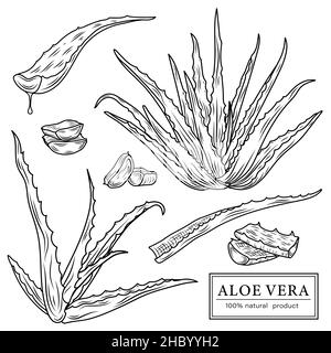 Sketch of aloe vera elements. Vector silhouettes of botanical plant. Realistic icons set use for a logo, label creation, cosmetic products. Stock Vector